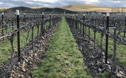 walla walla vines