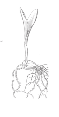 roots, identiteit, chefs verhaal