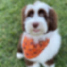 Puppy representing Bernedoodle cost of a puppy at Red Desert Doodles