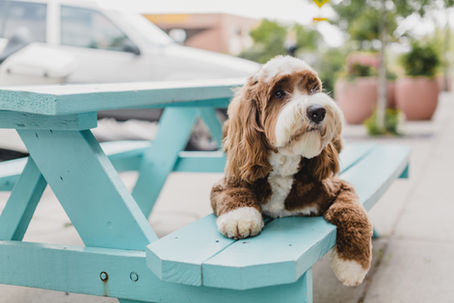 Time to Talk "Doodles", Ethical Breeders, and Good Breeding Practices