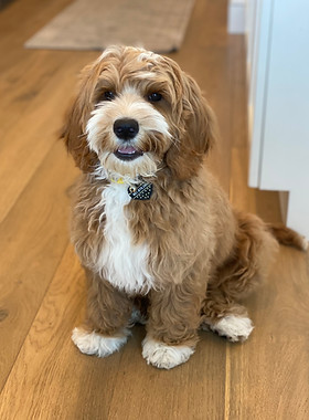 Medium Australian Labradoodle breeding mom dog