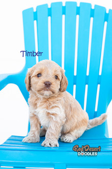 Timber.jpg