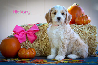 Hickory14.jpg