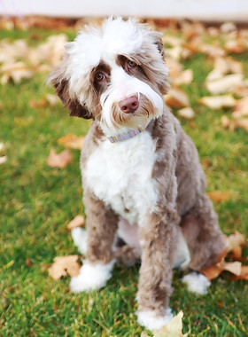 Medium Australian Labradoodle breeding mom dog