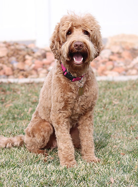 Medium Australian Labradoodle breeding mom dog