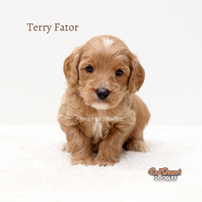 Terry Fator.png