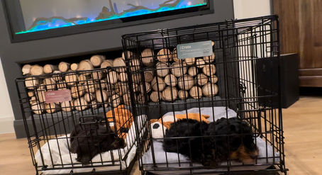 Why Should You Crate Train Your New Puppy?