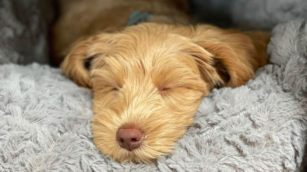 Australian Labradoodle puppy sleeping
