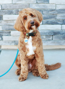 Medium Australian Labradoodle breeding mom dog