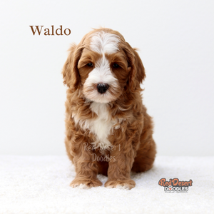 Waldo.png