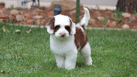 Mini Labradoodle puppy standing in the grass outside