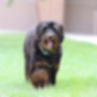 Black and brown adult Bernedoodle running in the grass