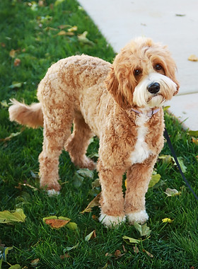 Medium Australian Labradoodle breeding mom dog