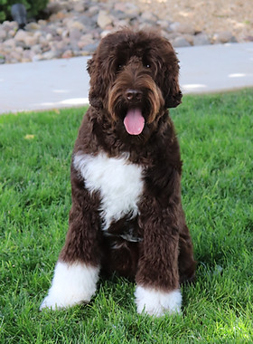 Medium size non-fading chocolate australian labradoodle breeder