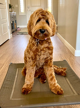 Australian labradoodle puppy