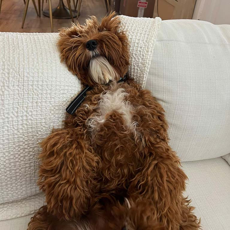 Australian Labradoodle with long hair sitting in the couch