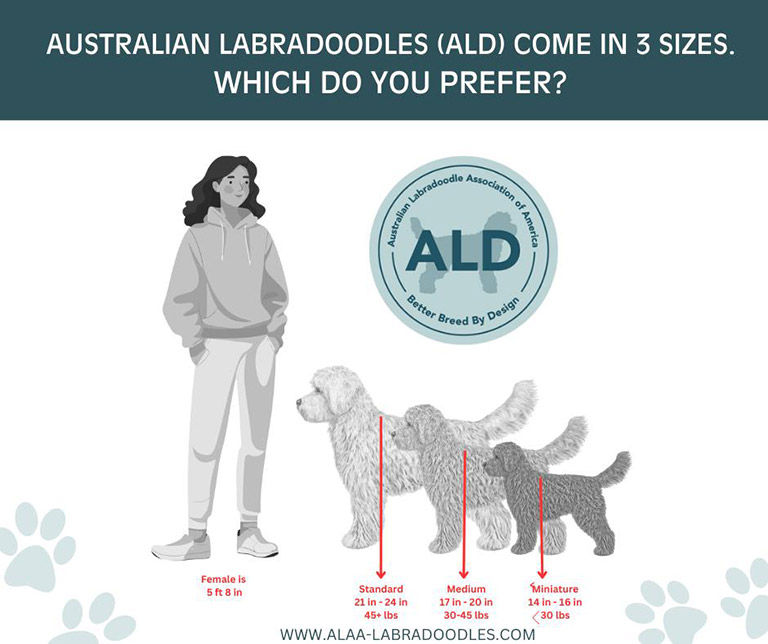 Chart of the Australian Labradoodle sizes by the ALAA