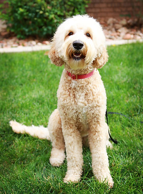Standard Australian Labradoodle puppy breeder