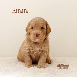 Alfalfa.png