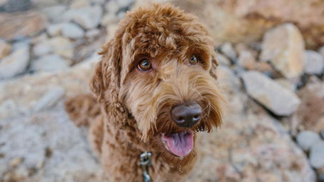 Labradoodle dog