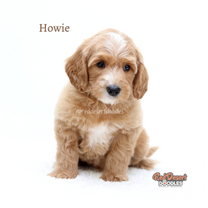 Howie.png