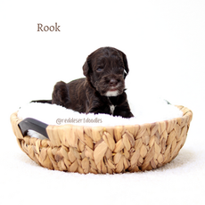 Rook.png