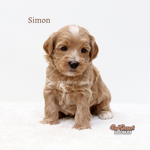 Simon.png
