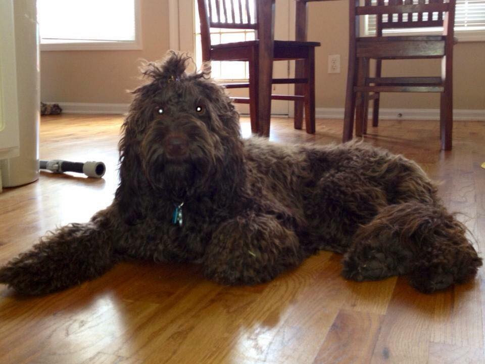 Australian Labradoodle Breeders Help Make-A-Wish Foundation Grant Wish! | Red Desert Doodles Breeders
