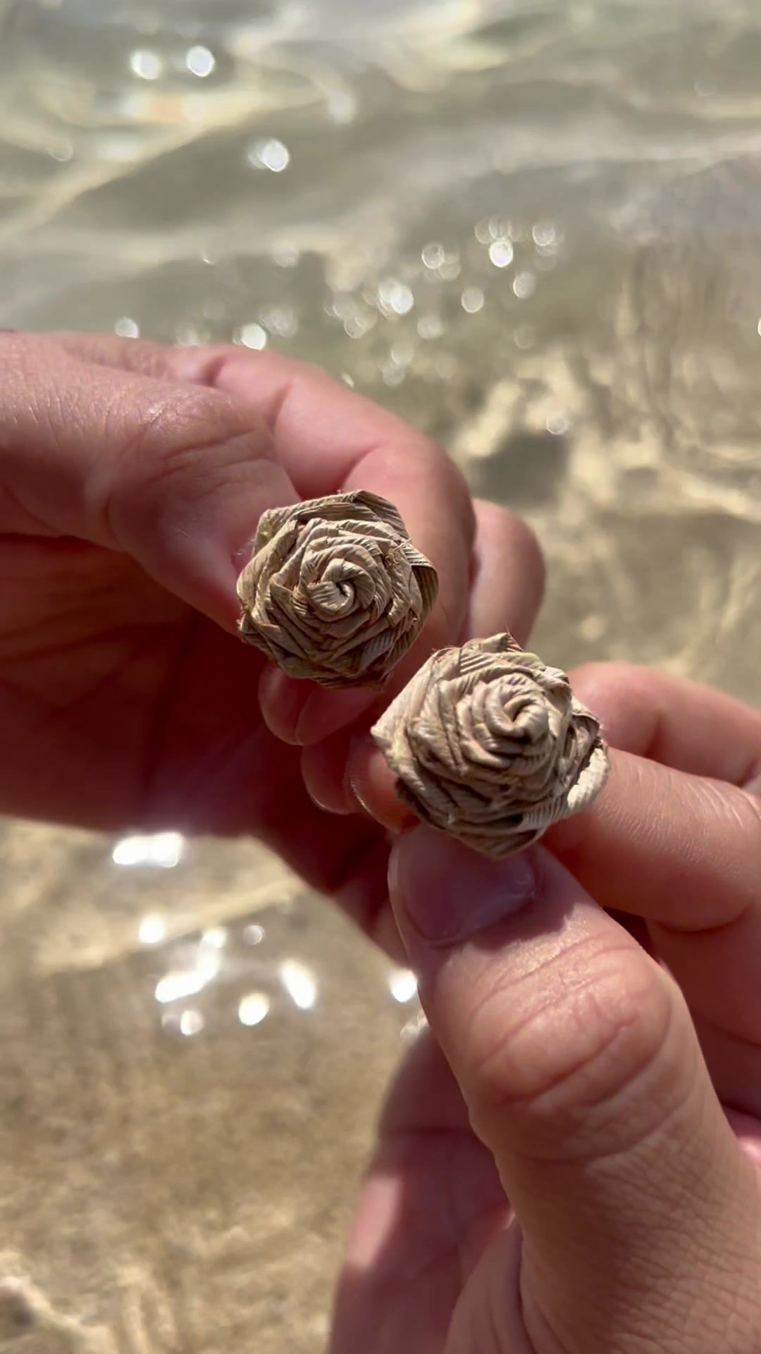 Rose Studs
