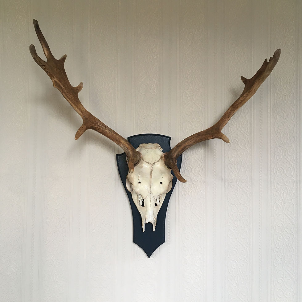 Lovely Plaque Mounted German Reindeer Stag Antlers with Black Painted Mount