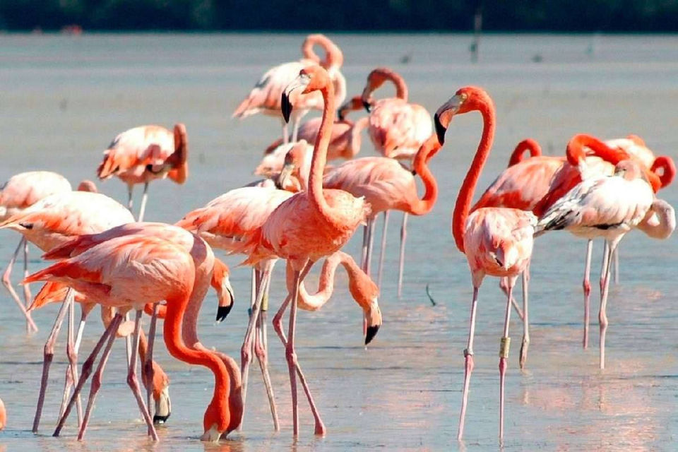 flamingos, Rio Lagartos, boat tour