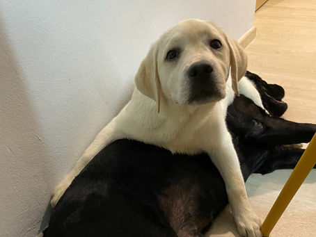 Hard truths about getting a puppy......