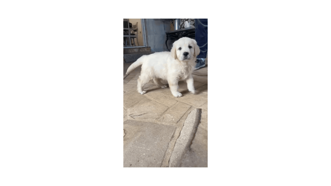 sophia.gif
