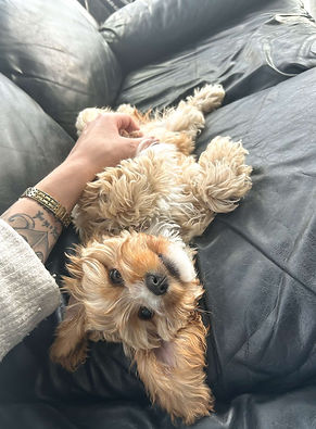 Sweet puppy Millie 