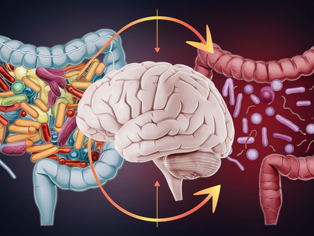 Hormonas digestivas: las señales ocultas que guían tu apetito y tu energía
