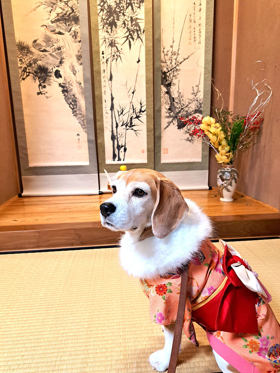モデル犬りりーちゃん