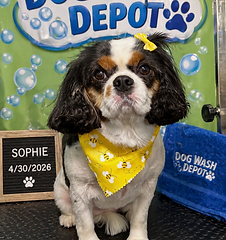 Sophie
