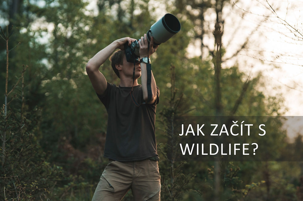 Jak začít s focením wildlife?