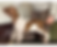 Untitled design.png