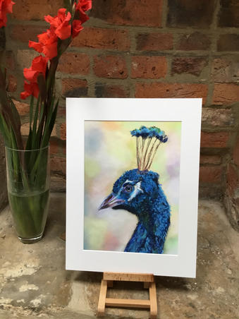 Proud Peacock