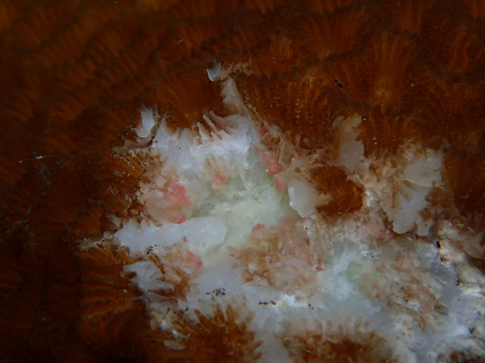 Eggs in Goniastrea sp.