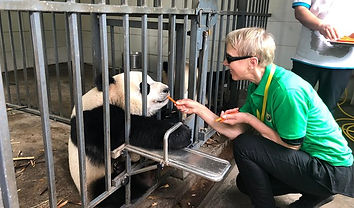 都江堰熊猫义工体验.jpg
