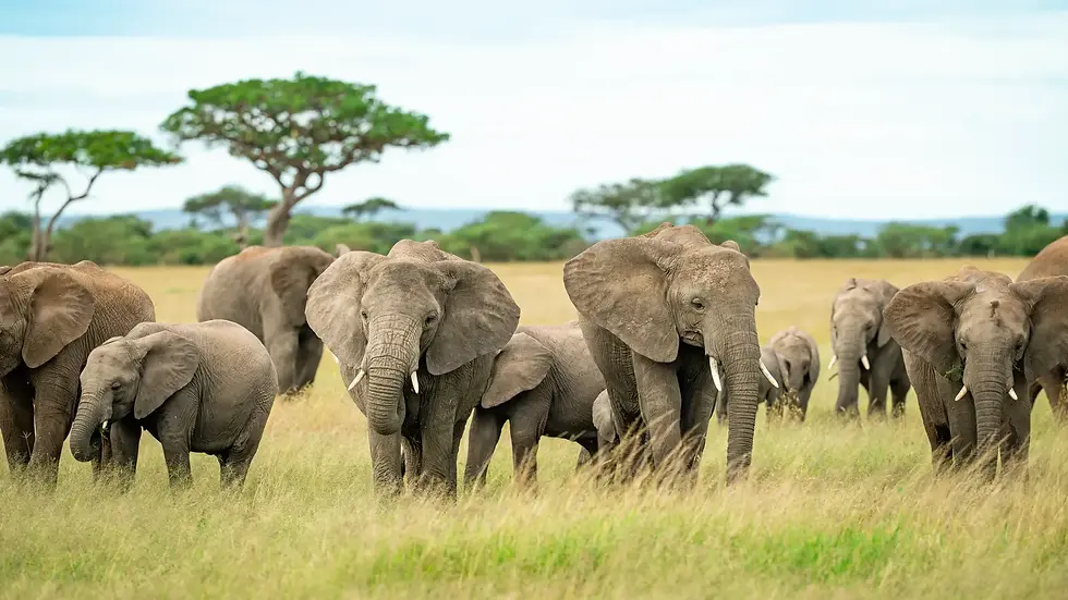 Elephant Herd in Serengeti's Green Vegetation