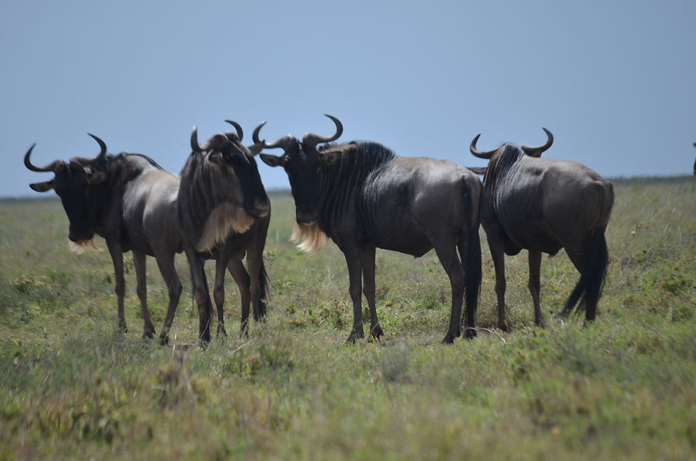 A Group of Wildebeest in Tarangire National Park