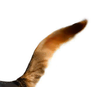 dog-tail-gif.gif
