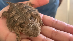 Participará Universidad de la Sierra en investigación internacional para conservar especie de lagarto
