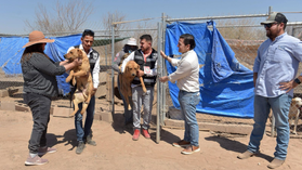 Apoya Protección y Bienestar Animal en el traslado de perros rescatados a albergue que buscan un hogar definitivo