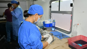 Rompe récord Ayuntamiento de Hermosillo en número de esterilizaciones de perros y gatos