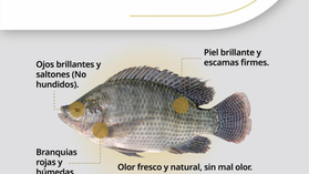Invita Gobierno de Sonora a consumir mariscos de forma segura durante la temporada de calor
