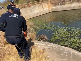 Policía Estatal rescata a venado atrapado en canal de riego en Huatabampo